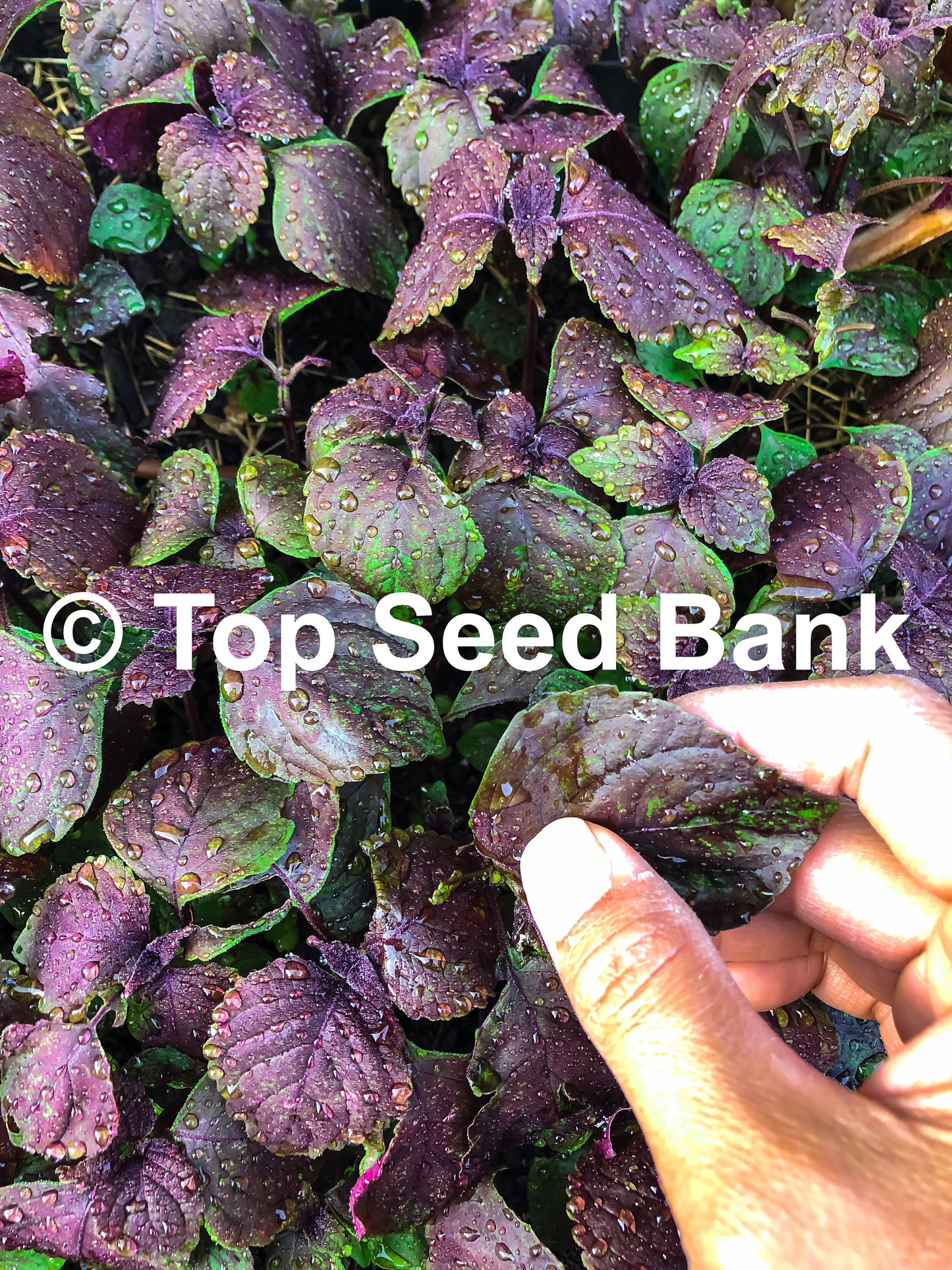 5+ Live Plants – Shiso, Vietnamese Perilla, Tía Tô, Beefsteak Plant  + Free GIFT | Organic, Homegrown | Top Seed Bank