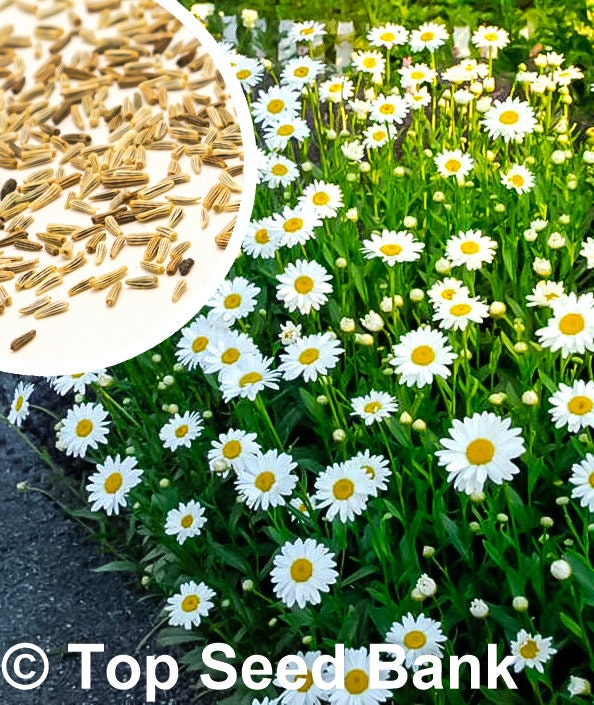 100+ Shasta Alaska Daisy seeds, Great Cut Flowers, Drought and Rabbit Resistant + Free GIFT | Non-GMO, Container Friendly | Top Seed Bank