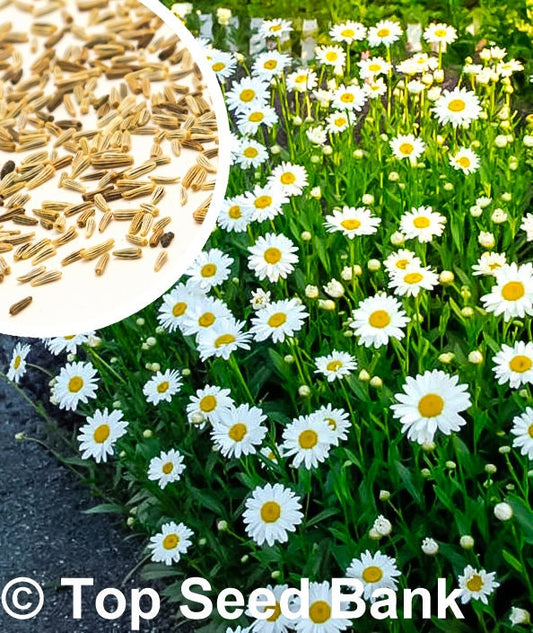 100+ Shasta Alaska Daisy seeds, Great Cut Flowers, Drought and Rabbit Resistant + Free GIFT | Non-GMO, Container Friendly | Top Seed Bank
