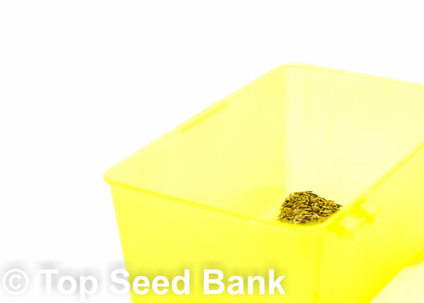 100+ Shasta Alaska Daisy seeds, Great Cut Flowers, Drought and Rabbit Resistant + Free GIFT | Non-GMO, Container Friendly | Top Seed Bank