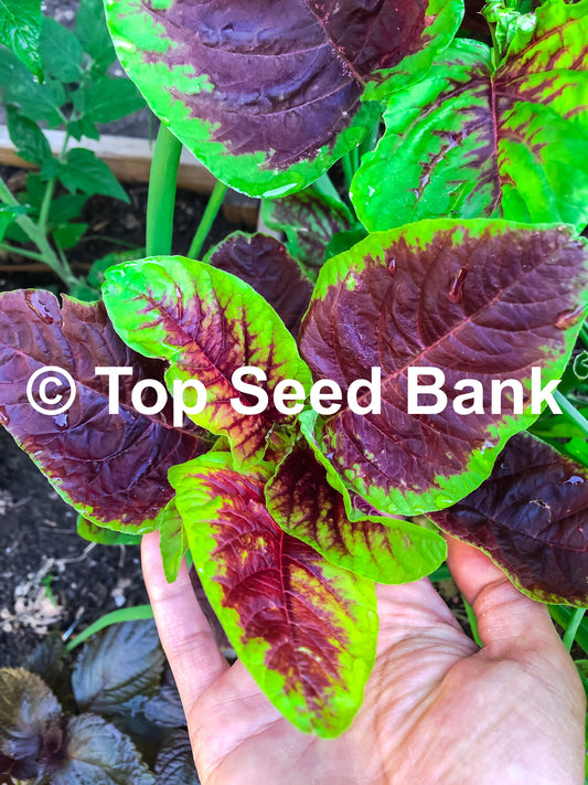 150+ Yin Choi seeds, Chinese Multicolor Spinach, Red Beauty Amaranth + Free GIFT | Heirloom, Organic| Top Seed Bank