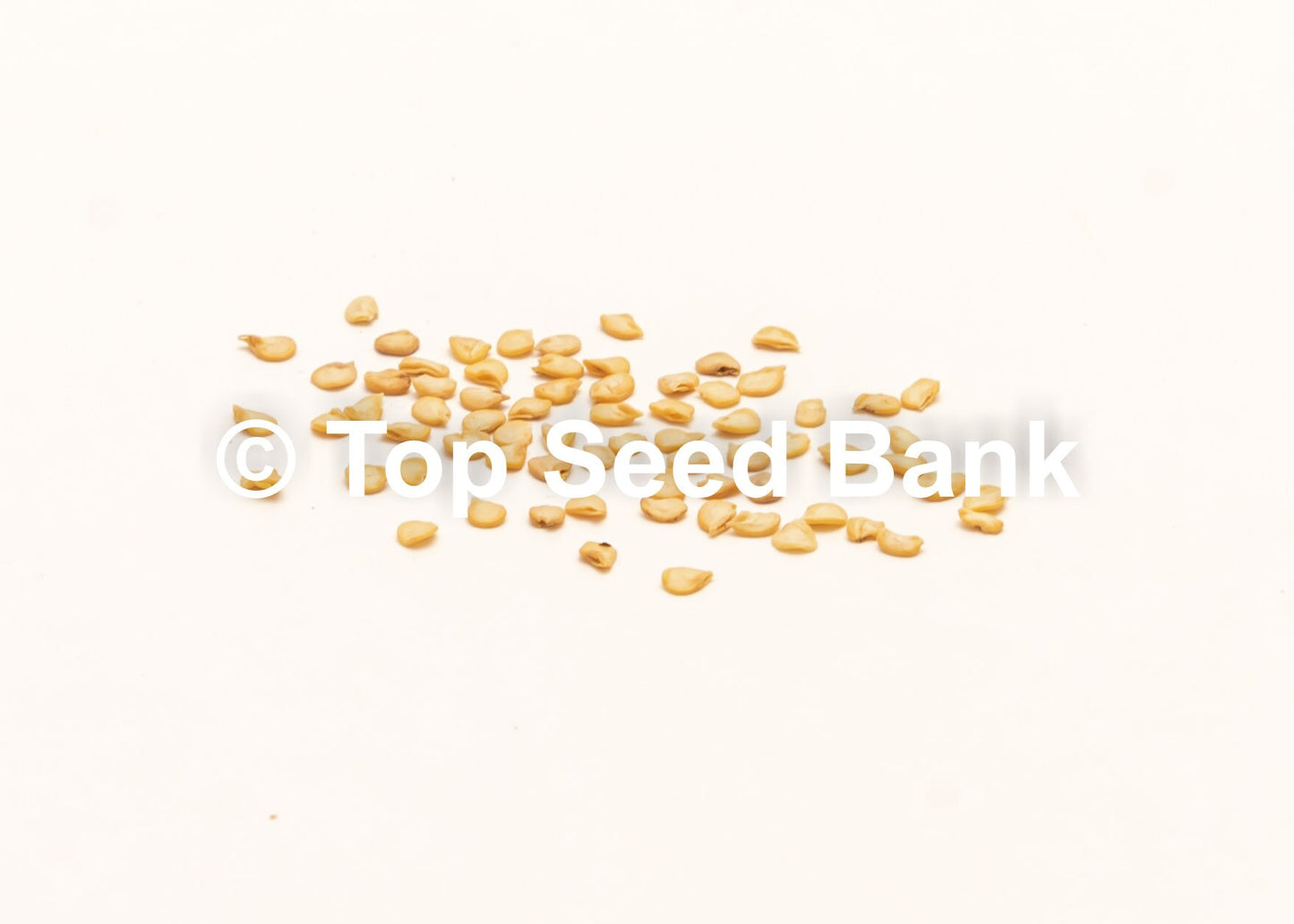 10+ Thai Red Chili seeds, Hot Chili Pepper, Burapa, Ớt Hiểm Cay + Free GIFT | Organic, Heirloom | Top Seed Bank