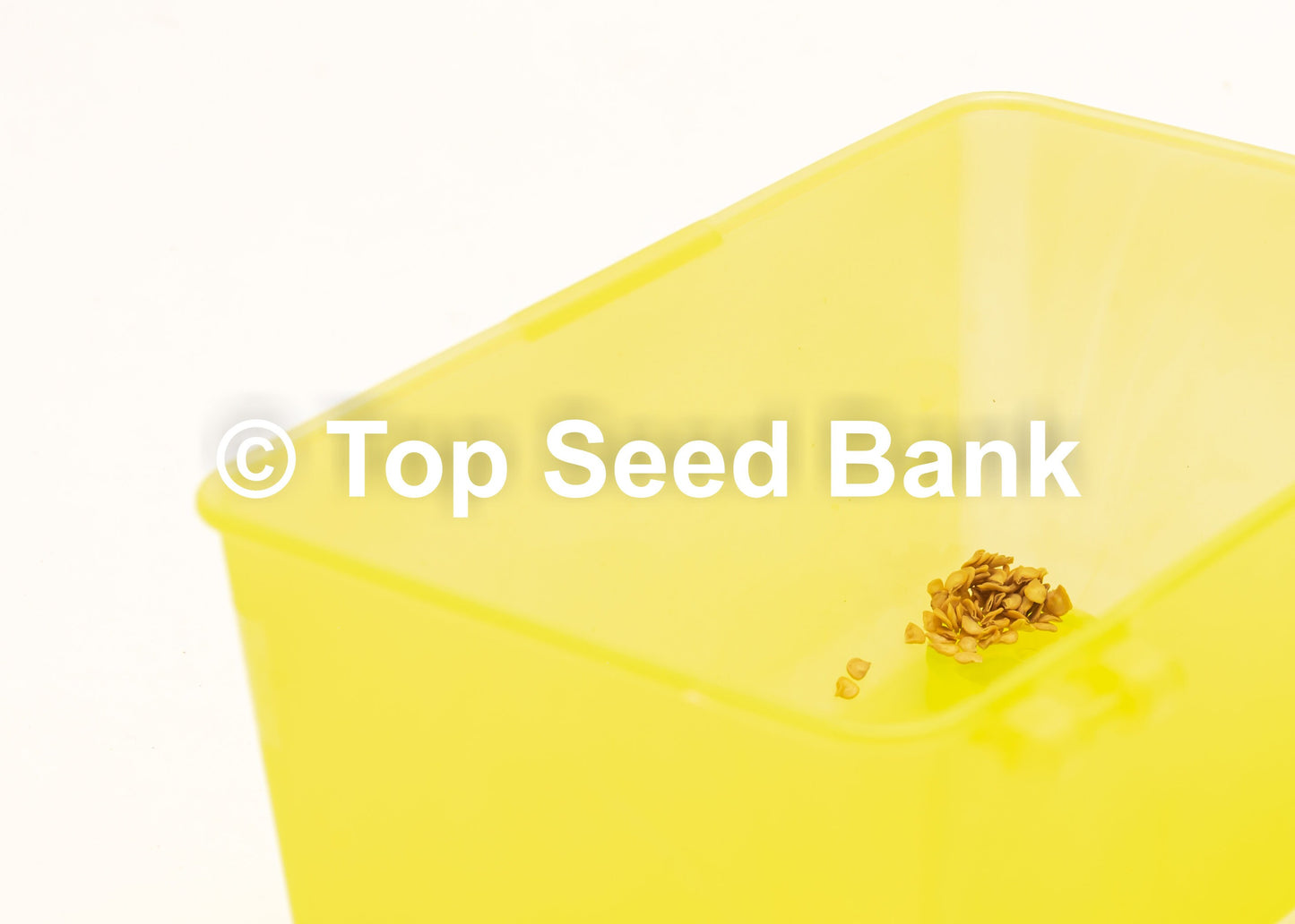 10+ Thai Red Chili seeds, Hot Chili Pepper, Burapa, Ớt Hiểm Cay + Free GIFT | Organic, Heirloom | Top Seed Bank