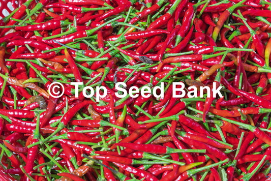10+ Thai Red Chili seeds, Hot Chili Pepper, Burapa, Ớt Hiểm Cay + Free GIFT | Organic, Heirloom | Top Seed Bank