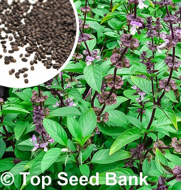 100+ Thai Basil seeds, Hung Que, Horapha, Purple Stems Sweet Basil + Free GIFT | Non-GMO, Container Friendly | Top Seed Bank