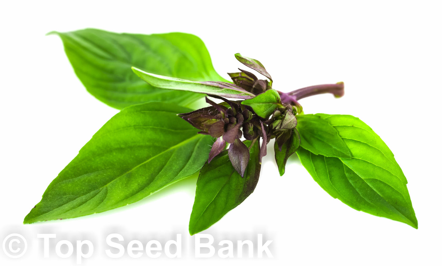 100+ Thai Basil seeds, Hung Que, Horapha, Purple Stems Sweet Basil + Free GIFT | Non-GMO, Container Friendly | Top Seed Bank