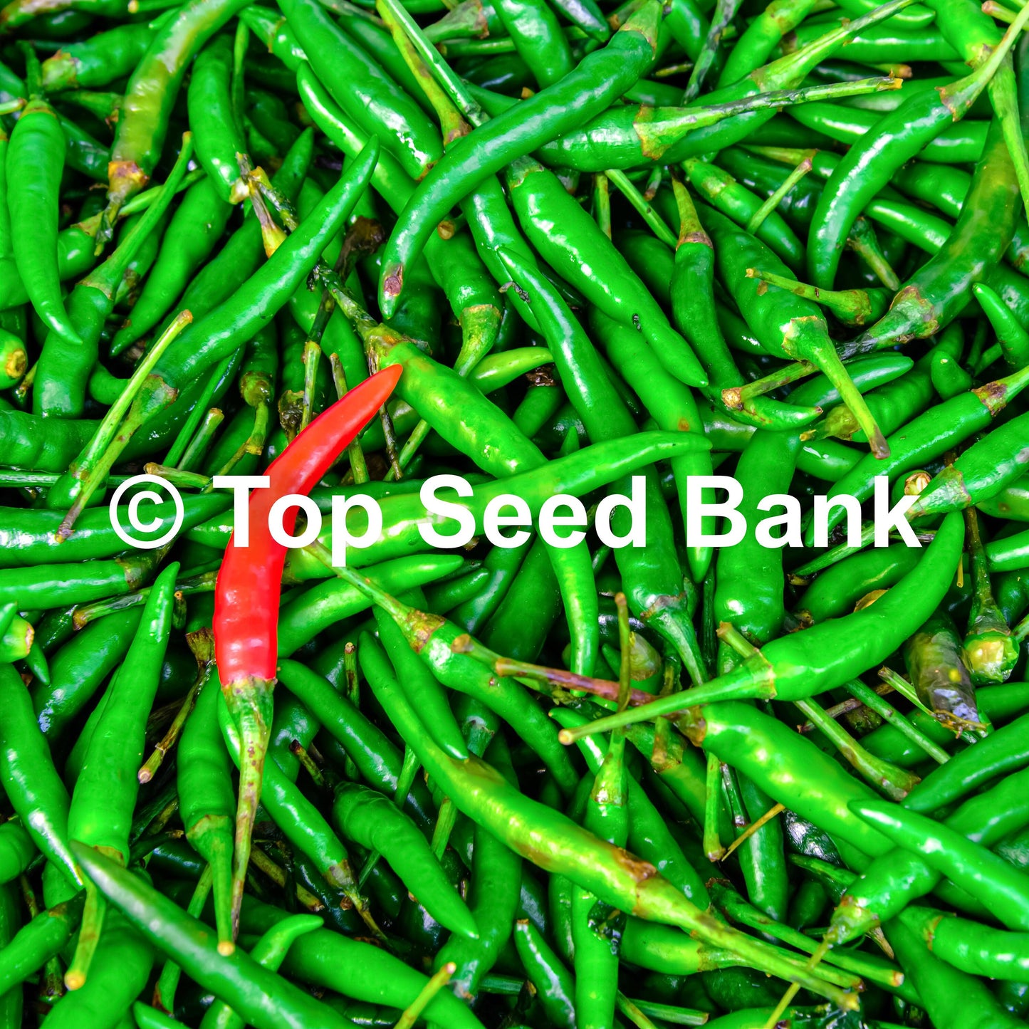 10+ Thai Red Chili seeds, Hot Chili Pepper, Burapa, Ớt Hiểm Cay + Free GIFT | Organic, Heirloom | Top Seed Bank