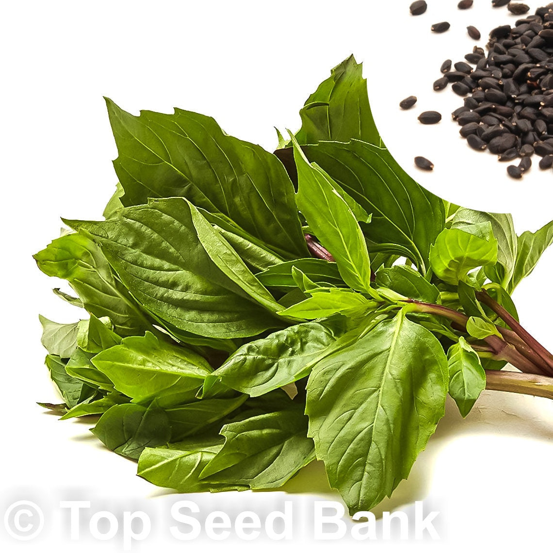 50+ Large Leaf Thai Basil seeds, Sweet Basil, Húng Quế Lá To + Free GIFT | Non-GMO, Heirloom | Top Seed Bank