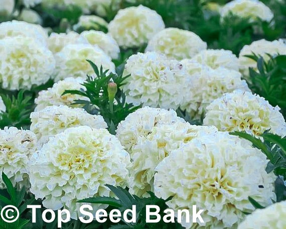 15+ Kilimanjaro White Marigold seeds + Free GIFT | Non-GMO, Organic| Top Seed Bank