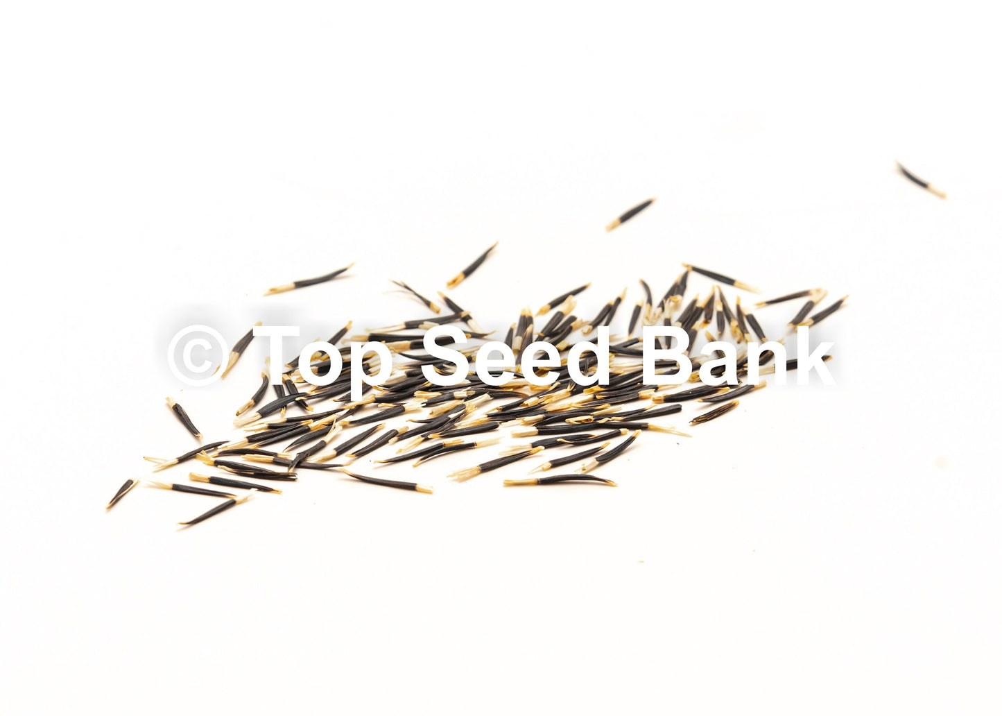 15+ Kilimanjaro White Marigold seeds + Free GIFT | Non-GMO, Organic| Top Seed Bank