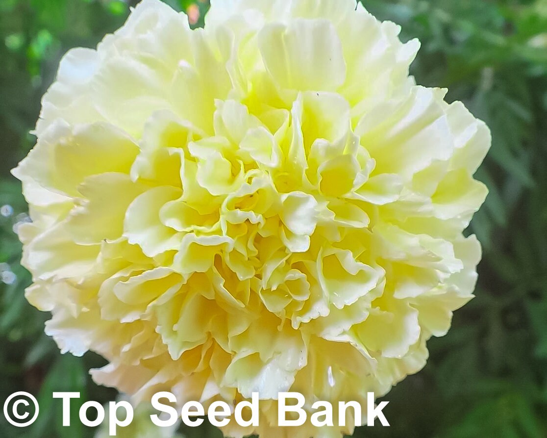 15+ Kilimanjaro White Marigold seeds + Free GIFT | Non-GMO, Organic| Top Seed Bank