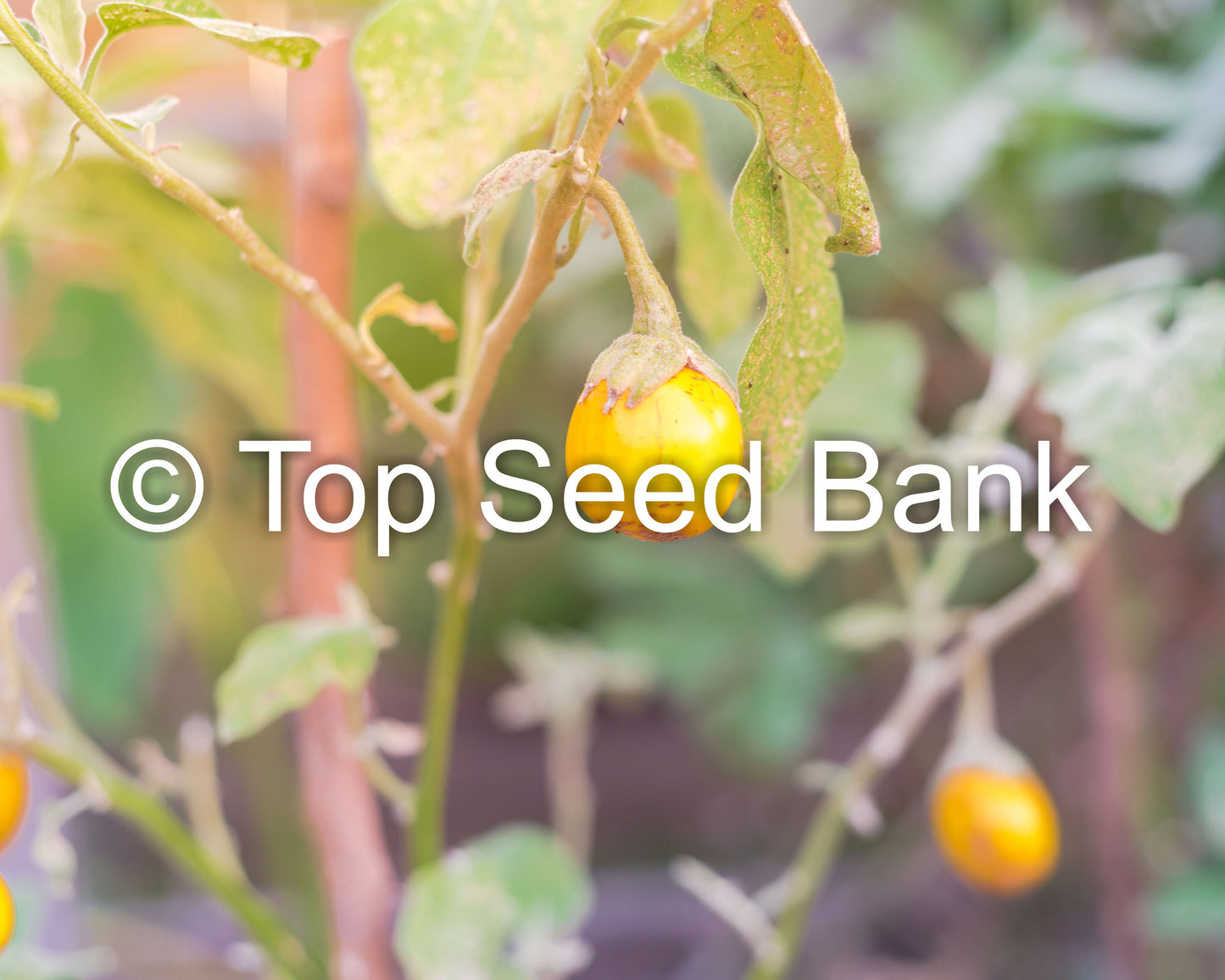 20+ Thai Eggplant seeds, Green Eggplant, Golf Ball Size+ Free GIFT | Fast Growing Asian Brinjal | Top Seed Bank