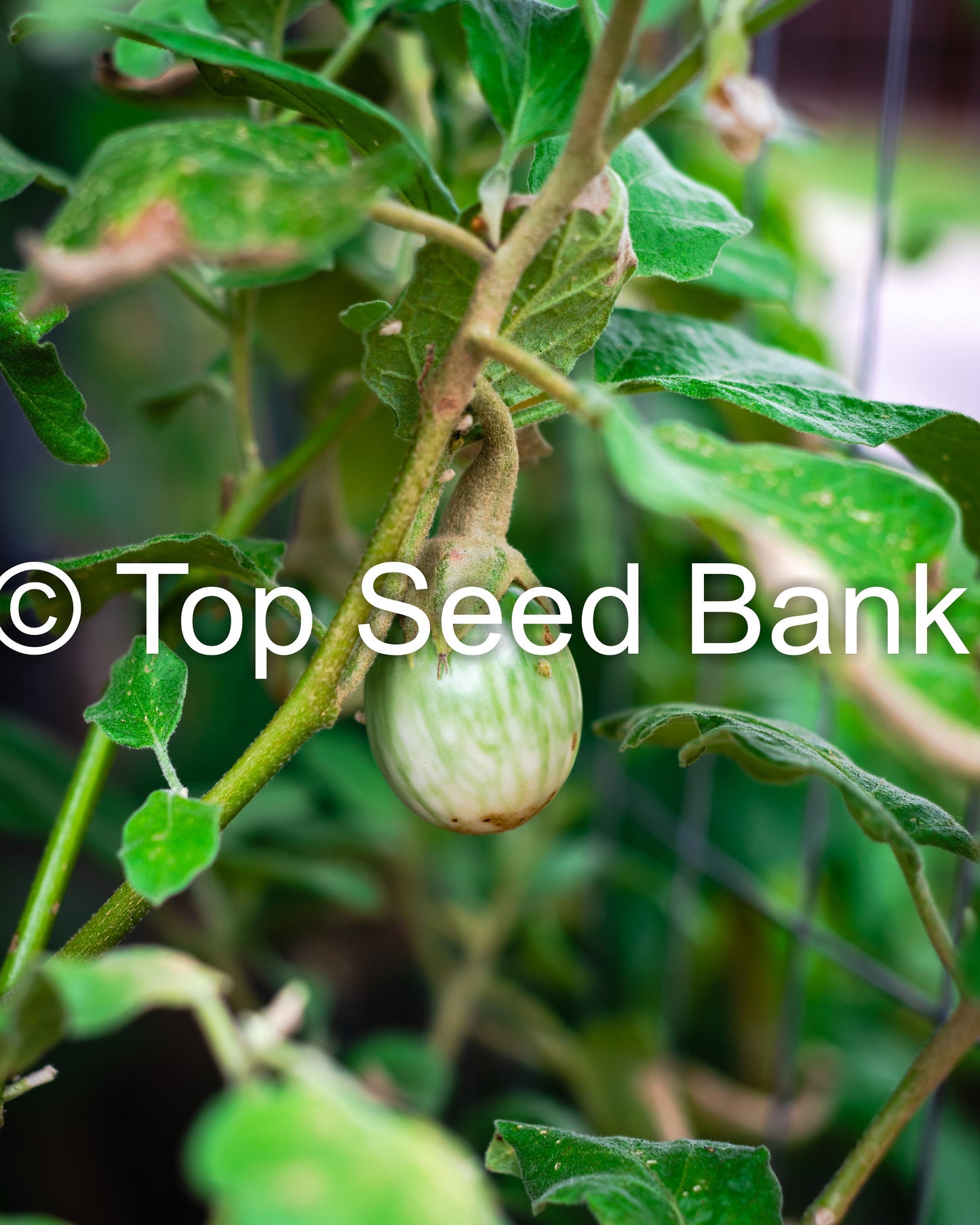 20+ Thai Eggplant seeds, Green Eggplant, Golf Ball Size+ Free GIFT | Fast Growing Asian Brinjal | Top Seed Bank