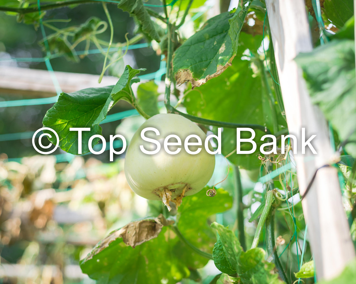 10+ Sakata Sweet Melon seeds, Edible skin fruit, 80 days + Free GIFT | Non-GMO, Organic| Top Seed Bank