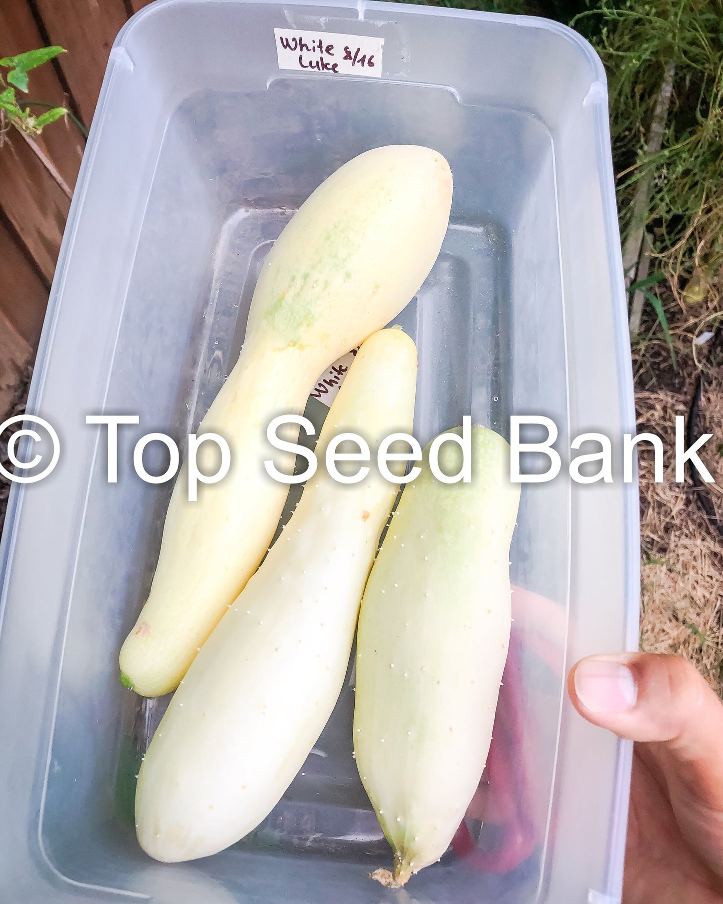 15+ Cucumber, White Wonder seeds, Albino, Ivory King, Jack Frost, Landreths White Slicing + Free GIFT | Non-GMO | Top Seed Bank