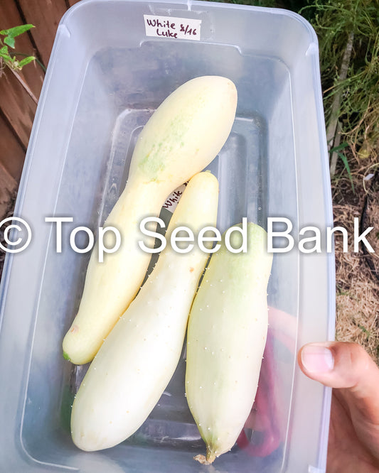 15+ Cucumber, White Wonder seeds, Albino, Ivory King, Jack Frost, Landreths White Slicing + Free GIFT | Non-GMO | Top Seed Bank