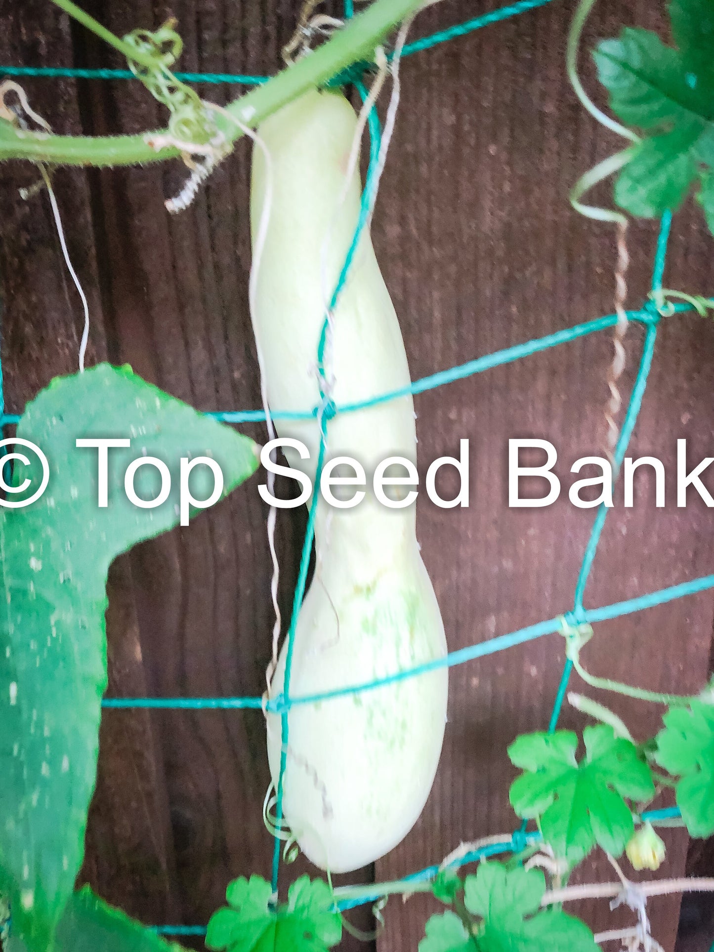 15+ Cucumber, White Wonder seeds, Albino, Ivory King, Jack Frost, Landreths White Slicing + Free GIFT | Non-GMO | Top Seed Bank