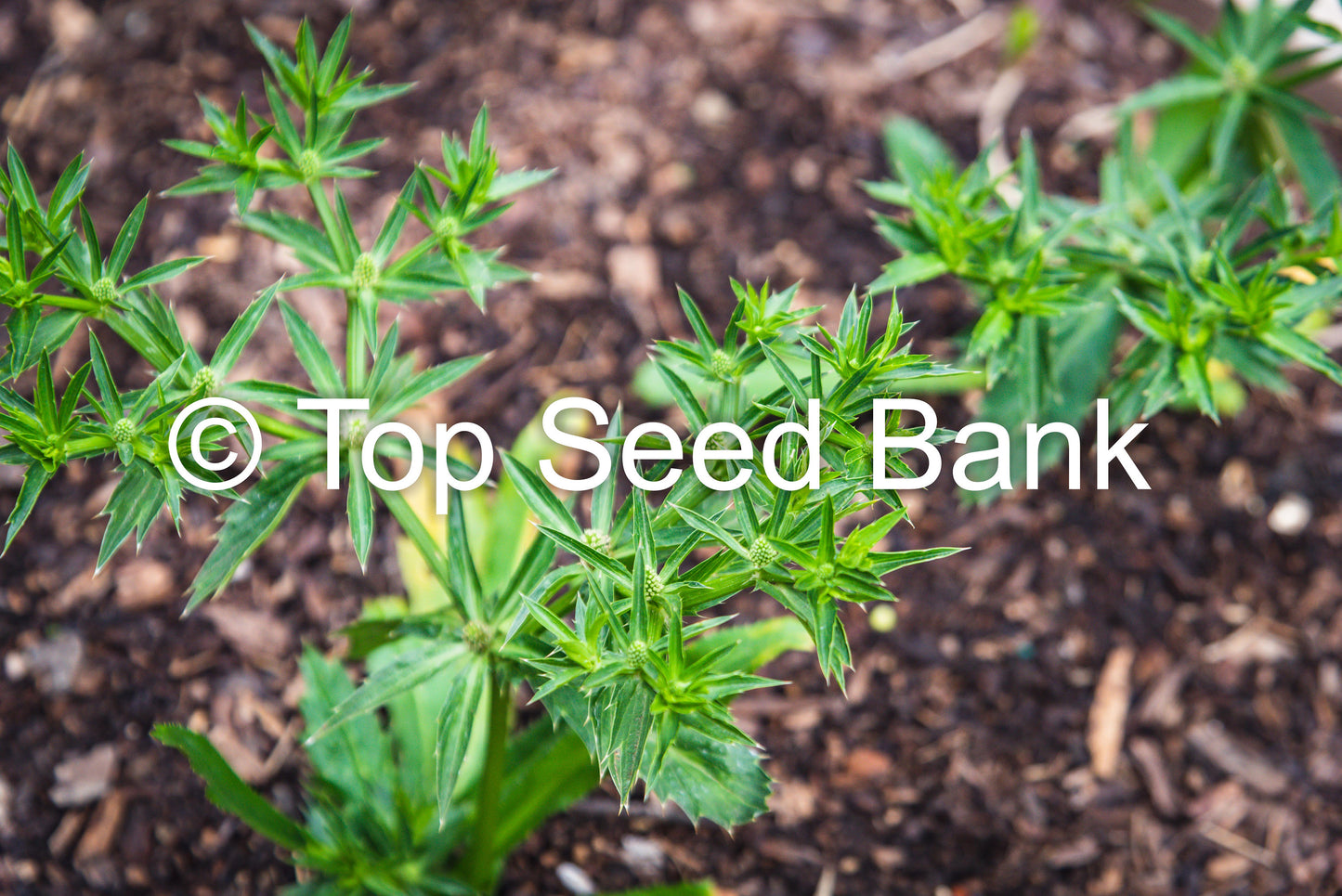 250+ Culantro, Mexican coriander, recao, Ngo Gai, Chadon Beni seeds + Free GIFT | Non-GMO, Organic| Top Seed Bank