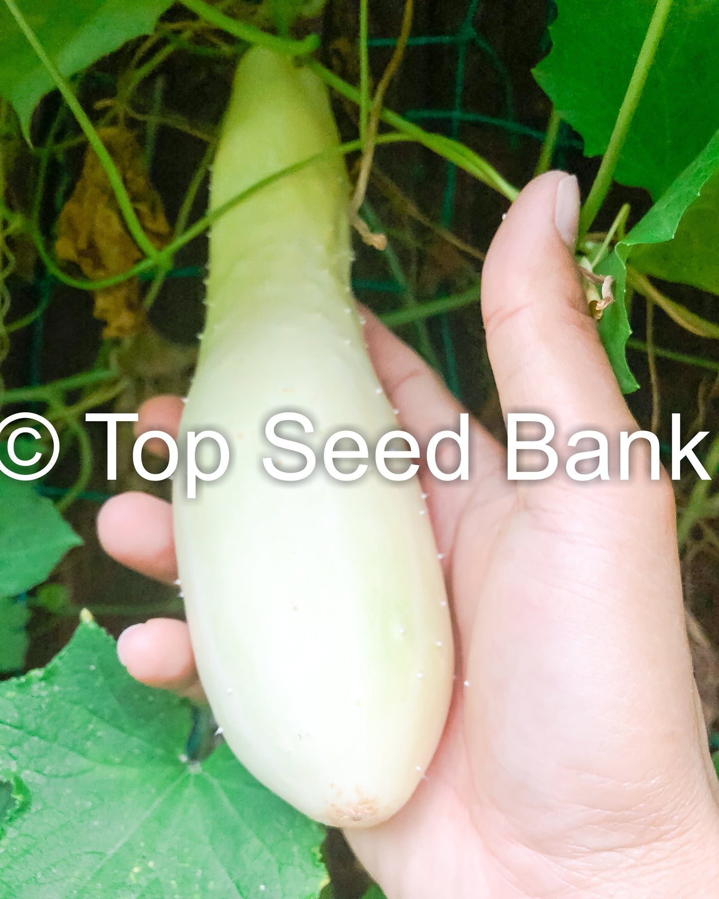 15+ Cucumber, White Wonder seeds, Albino, Ivory King, Jack Frost, Landreths White Slicing + Free GIFT | Non-GMO | Top Seed Bank