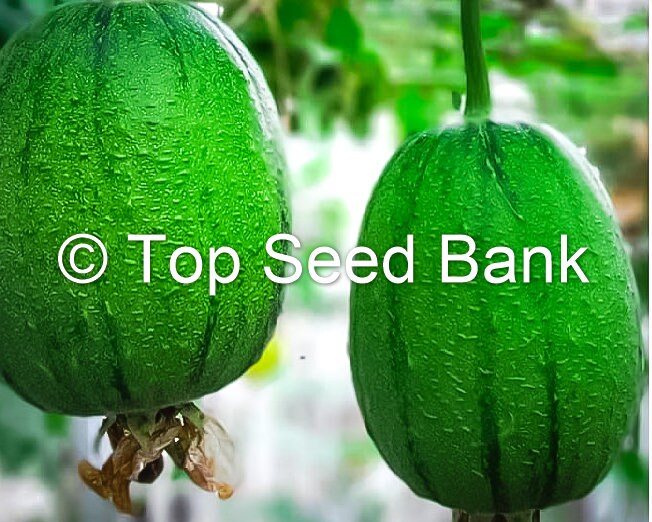 6+ Apple Luffa seeds, Taiwan Apple Loofah, mướp táo Đài Loan + Free GIFT | Non-GMO, Organic| Top Seed Bank