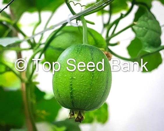 6+ Apple Luffa seeds, Taiwan Apple Loofah, mướp táo Đài Loan + Free GIFT | Non-GMO, Organic| Top Seed Bank