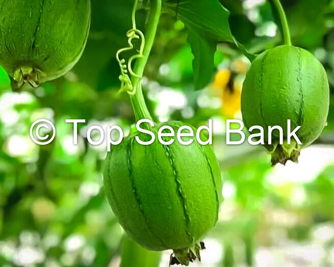 6+ Apple Luffa seeds, Taiwan Apple Loofah, mướp táo Đài Loan + Free GIFT | Non-GMO, Organic| Top Seed Bank