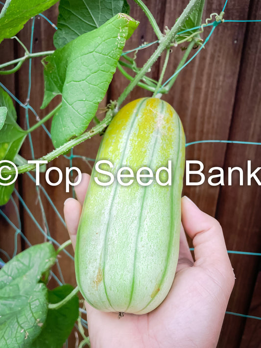 8+ Fragrant Musk Melon seeds, Dưa Gang, Thai Long Muskmelon + Free GIFT | Non-GMO, Organic| Top Seed Bank