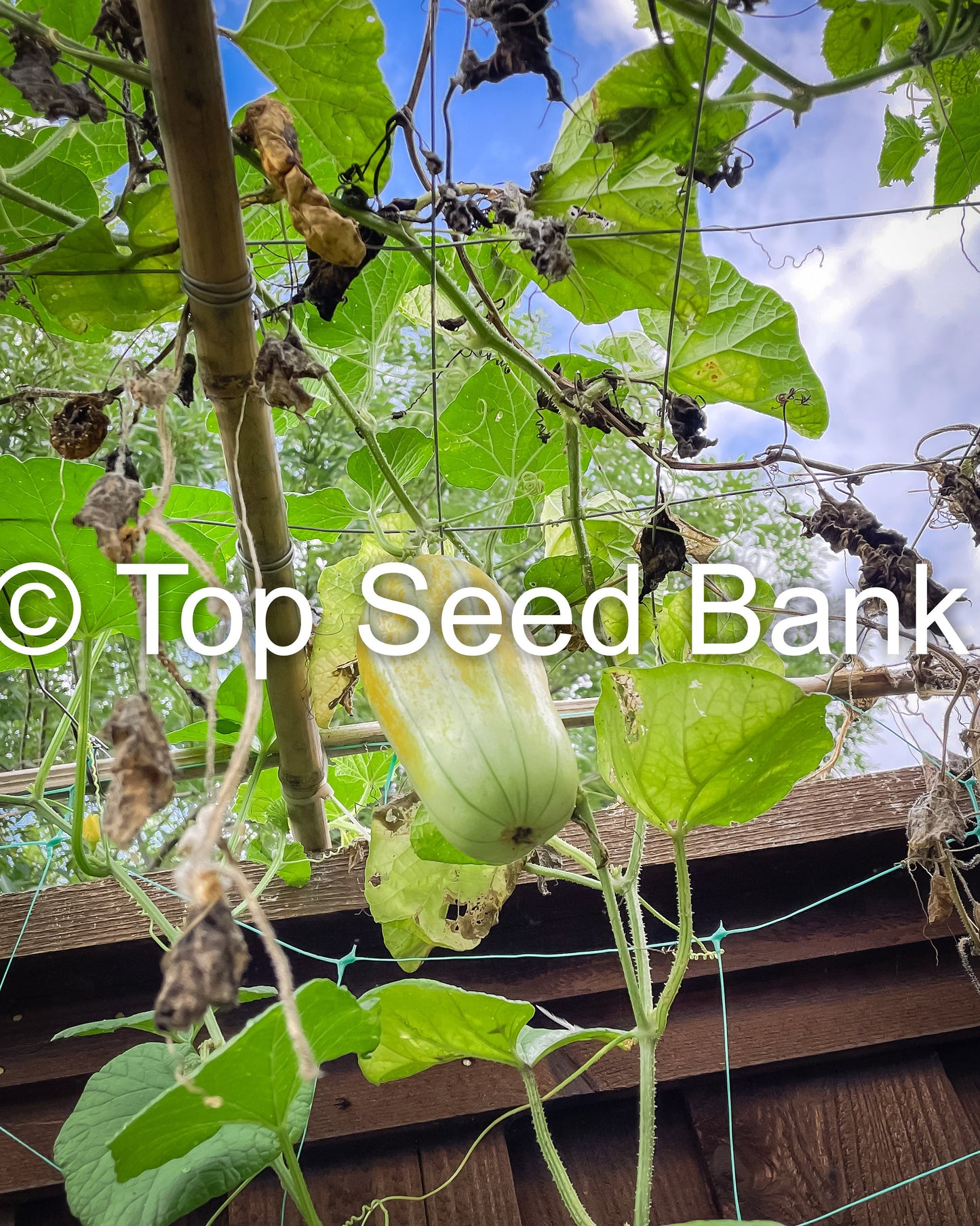 8+ Fragrant Musk Melon seeds, Dưa Gang, Thai Long Muskmelon + Free GIFT | Non-GMO, Organic| Top Seed Bank