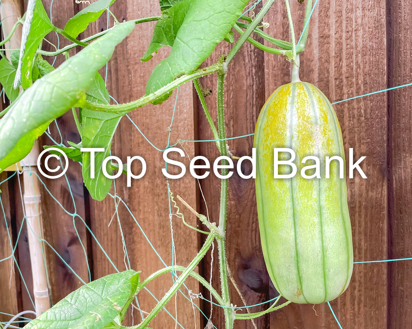 8+ Fragrant Musk Melon seeds, Dưa Gang, Thai Long Muskmelon + Free GIFT | Non-GMO, Organic| Top Seed Bank