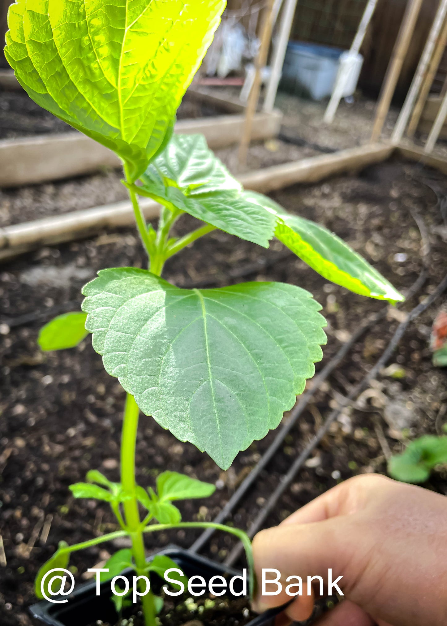 3 Live Plants – Korean Sesame Leaves Kkaetnip깻잎, Shiso, Korean Perilla, Tía Tô + Free GIFT | Organic | Top Seed Bank