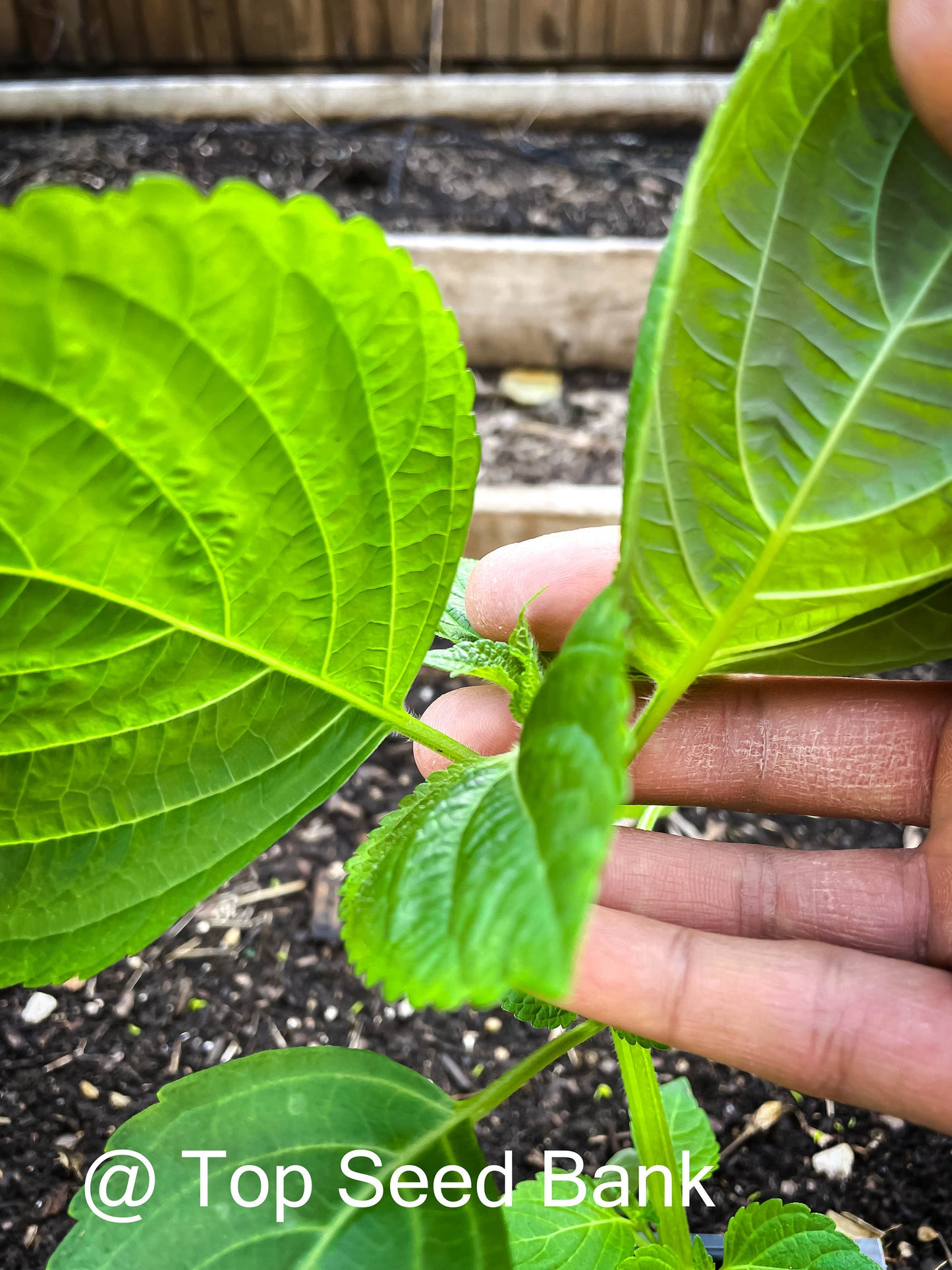 3 Live Plants – Korean Sesame Leaves Kkaetnip깻잎, Shiso, Korean Perilla, Tía Tô + Free GIFT | Organic | Top Seed Bank