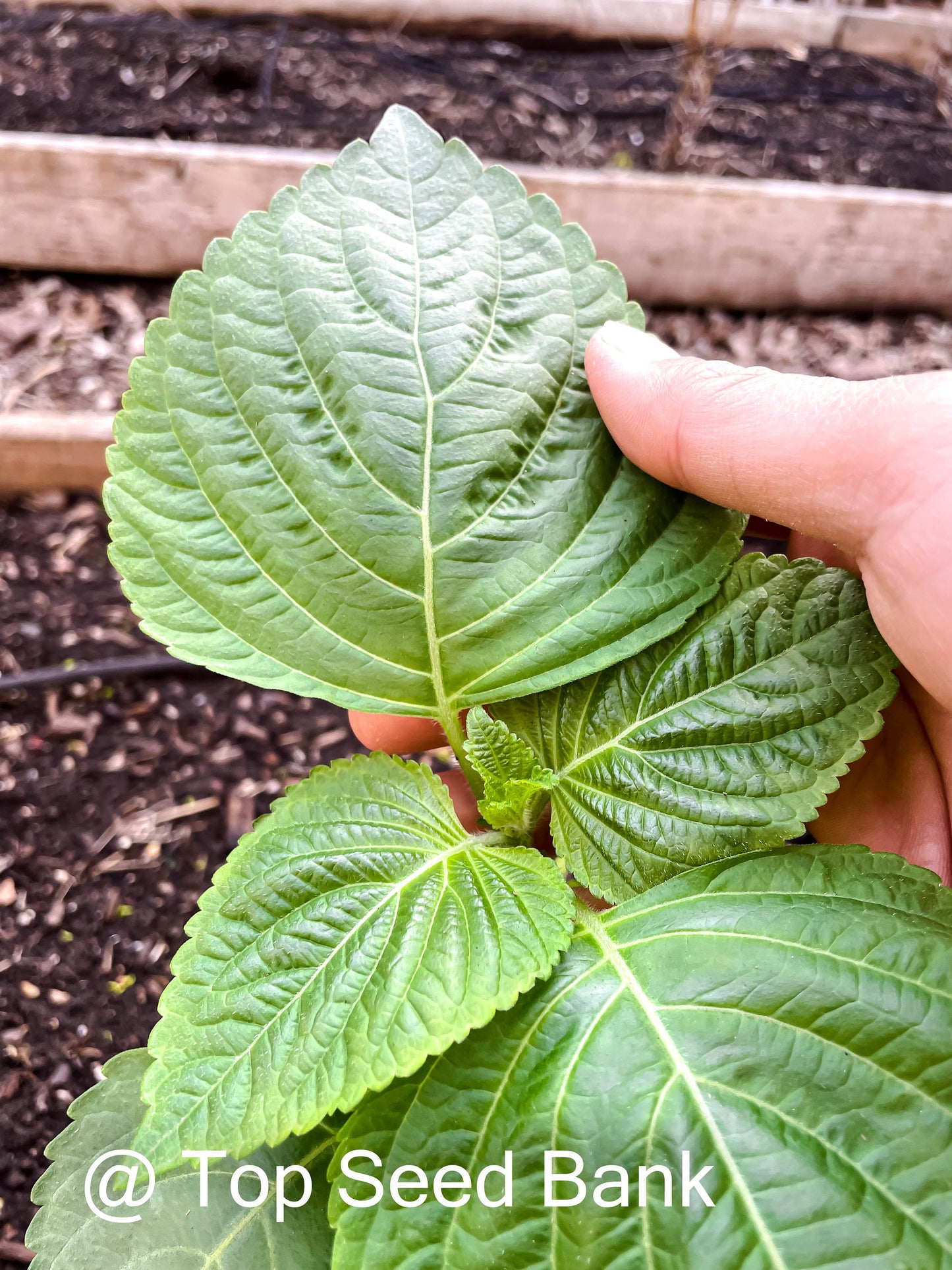 3 Live Plants – Korean Sesame Leaves Kkaetnip깻잎, Shiso, Korean Perilla, Tía Tô + Free GIFT | Organic | Top Seed Bank
