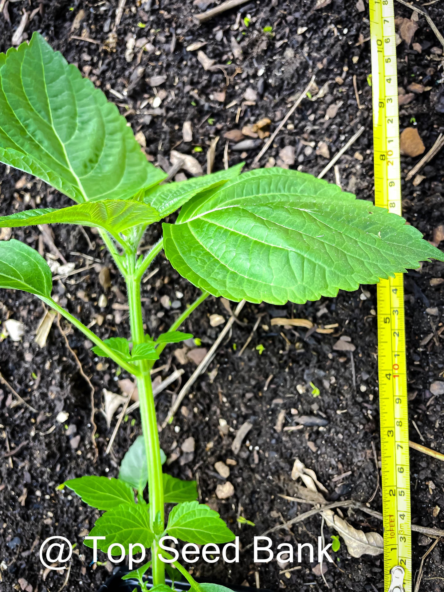 3 Live Plants – Korean Sesame Leaves Kkaetnip깻잎, Shiso, Korean Perilla, Tía Tô + Free GIFT | Organic | Top Seed Bank