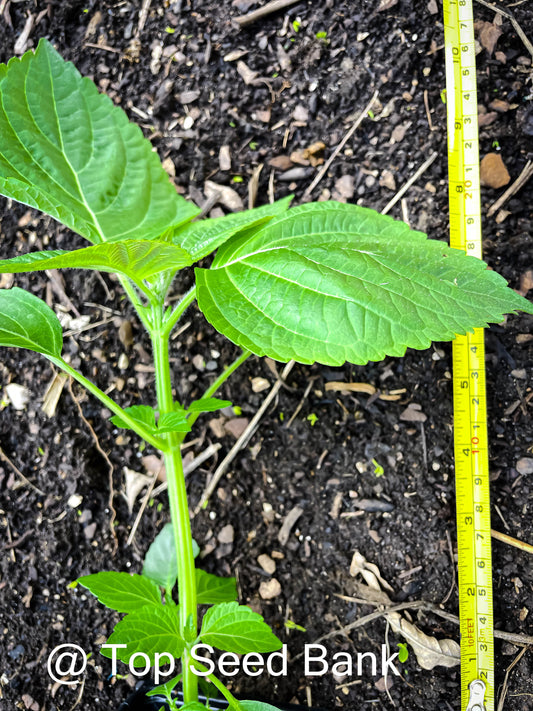 3 Live Plants – Korean Sesame Leaves Kkaetnip깻잎, Shiso, Korean Perilla, Tía Tô + Free GIFT | Organic | Top Seed Bank