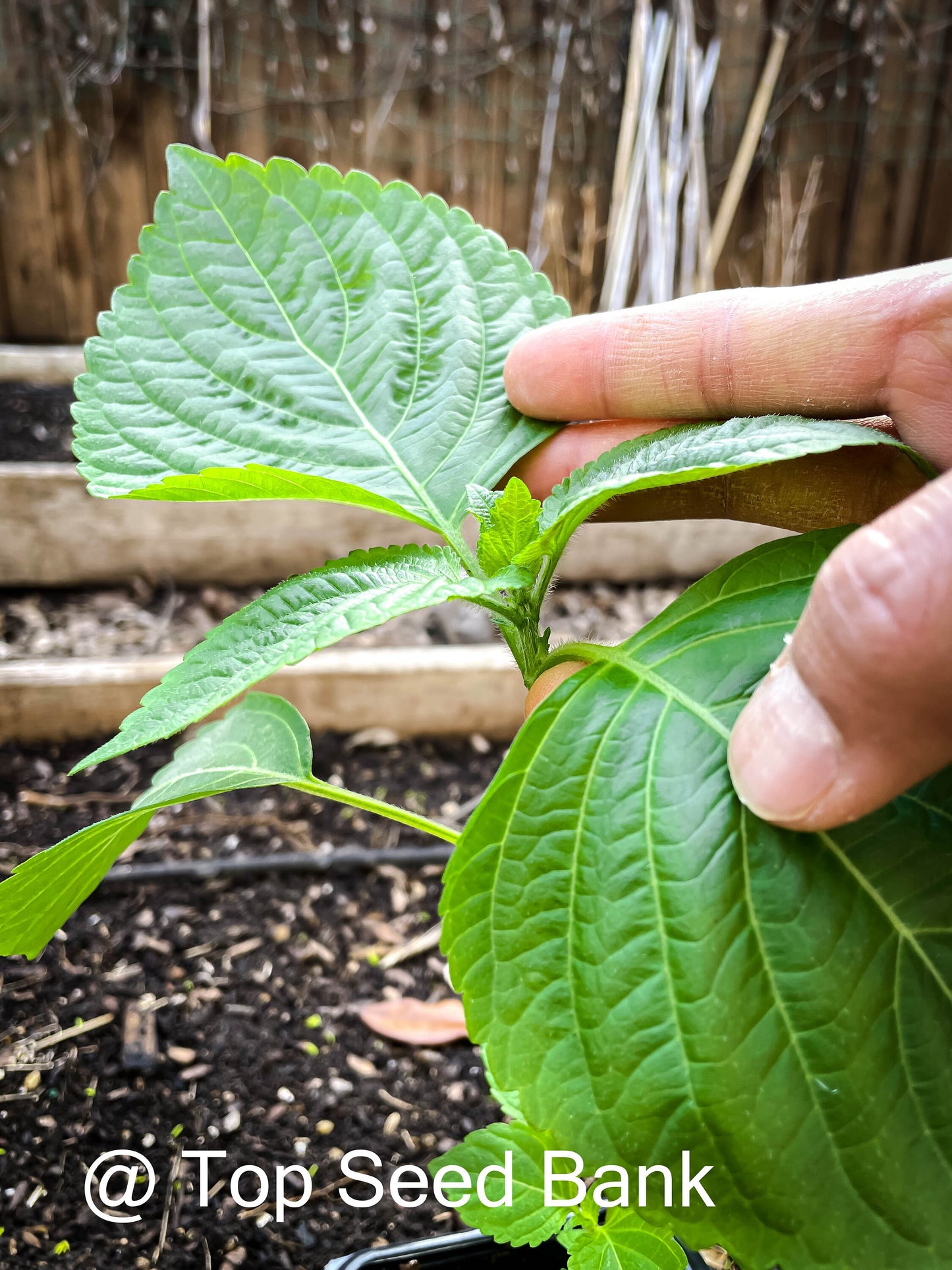 3 Live Plants – Korean Sesame Leaves Kkaetnip깻잎, Shiso, Korean Perilla, Tía Tô + Free GIFT | Organic | Top Seed Bank
