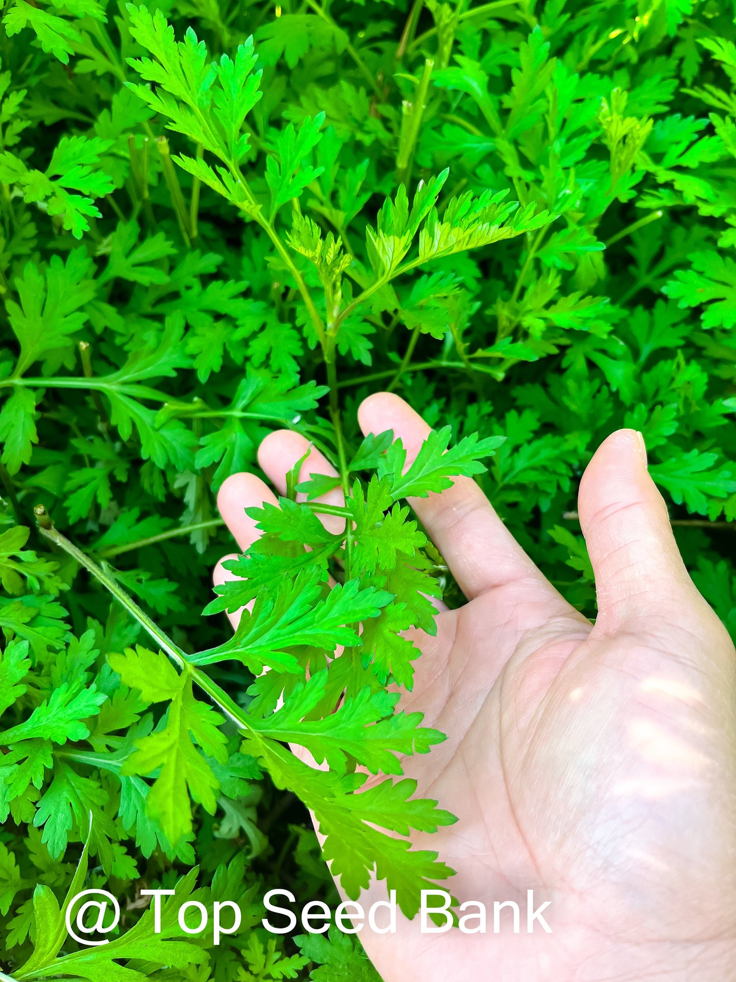 7+ Live Plants – Mugwort- Artemisia vulgaris, Asian medicine, Ngải cứu + Free GIFT | Organic | Top Seed Bank