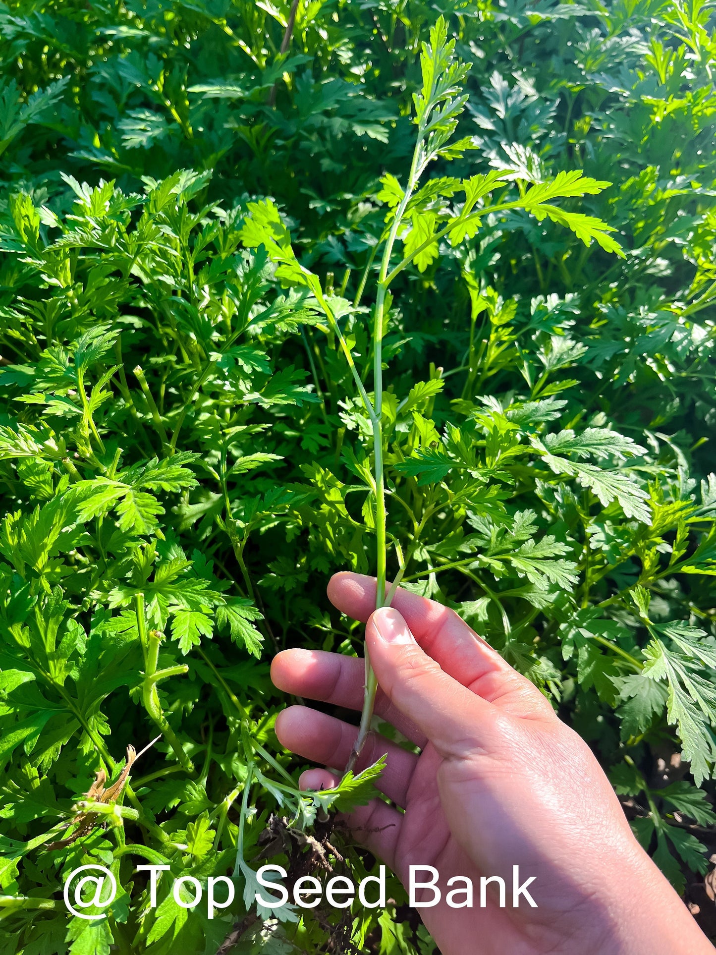 7+ Live Plants – Mugwort- Artemisia vulgaris, Asian medicine, Ngải cứu + Free GIFT | Organic | Top Seed Bank