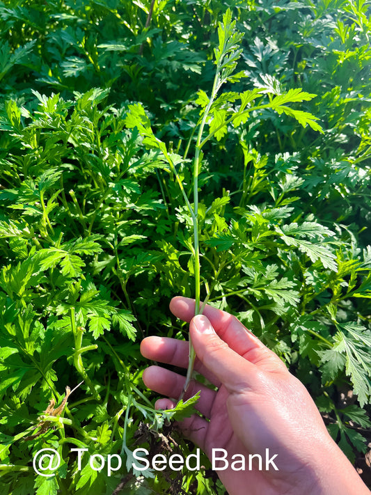 7+ Live Plants – Mugwort- Artemisia vulgaris, Asian medicine, Ngải cứu + Free GIFT | Organic | Top Seed Bank