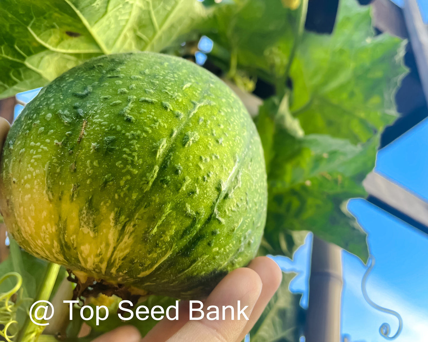 6+ Apple Luffa seeds, Taiwan Apple Loofah, mướp táo Đài Loan + Free GIFT | Non-GMO, Organic| Top Seed Bank