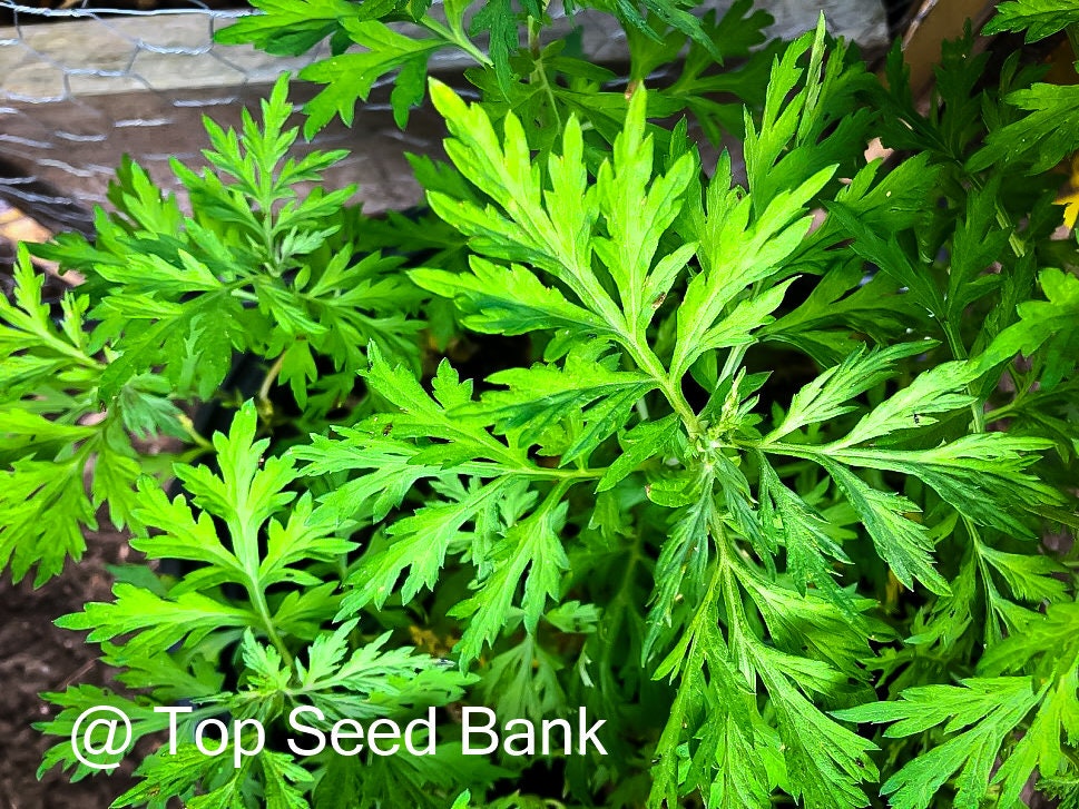 7+ Live Plants – Mugwort- Artemisia vulgaris, Asian medicine, Ngải cứu + Free GIFT | Organic | Top Seed Bank