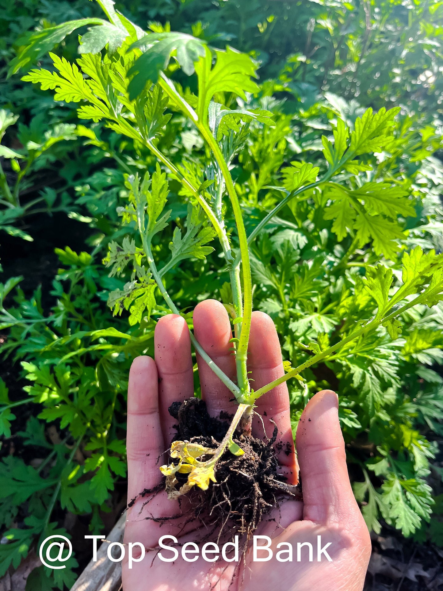 7+ Live Plants – Mugwort- Artemisia vulgaris, Asian medicine, Ngải cứu + Free GIFT | Organic | Top Seed Bank