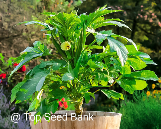 10+ Baby Bubba Okra seeds, dwarf, container friendly + Free GIFT | Organic| Top Seed Bank