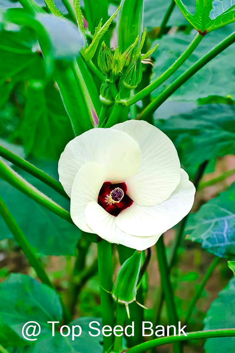 10+ Baby Bubba Okra seeds, dwarf, container friendly + Free GIFT | Organic| Top Seed Bank