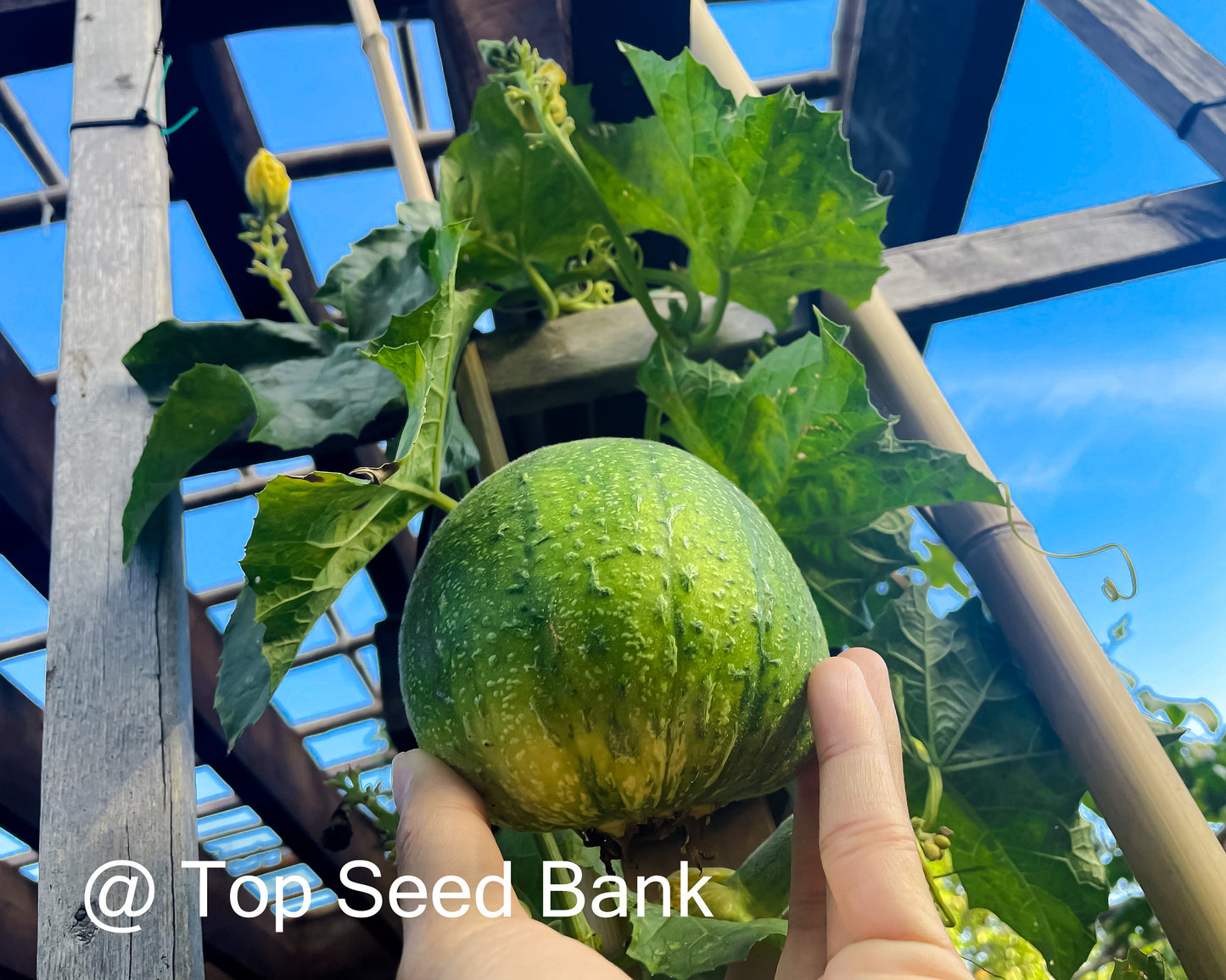 6+ Apple Luffa seeds, Taiwan Apple Loofah, mướp táo Đài Loan + Free GIFT | Non-GMO, Organic| Top Seed Bank