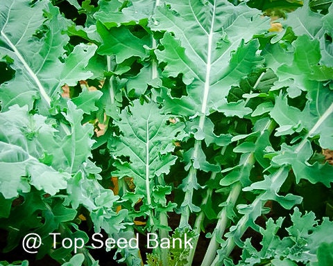 100+ White Russian Kale seeds, very cold hardy + Free GIFT | Organic | Top Seed Bank