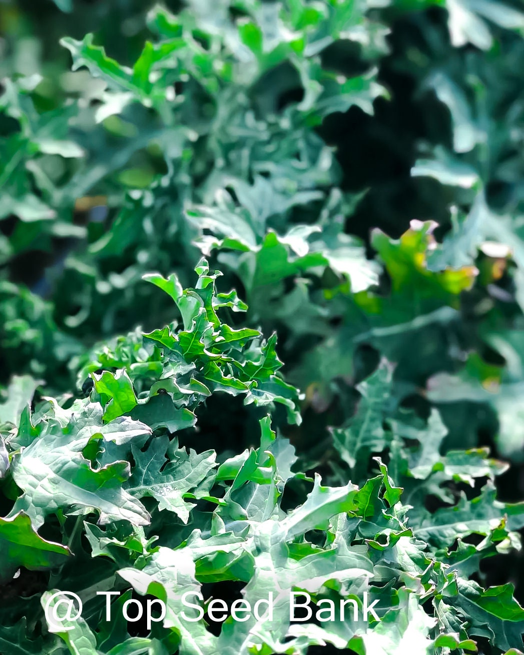 100+ White Russian Kale seeds, very cold hardy + Free GIFT | Organic | Top Seed Bank