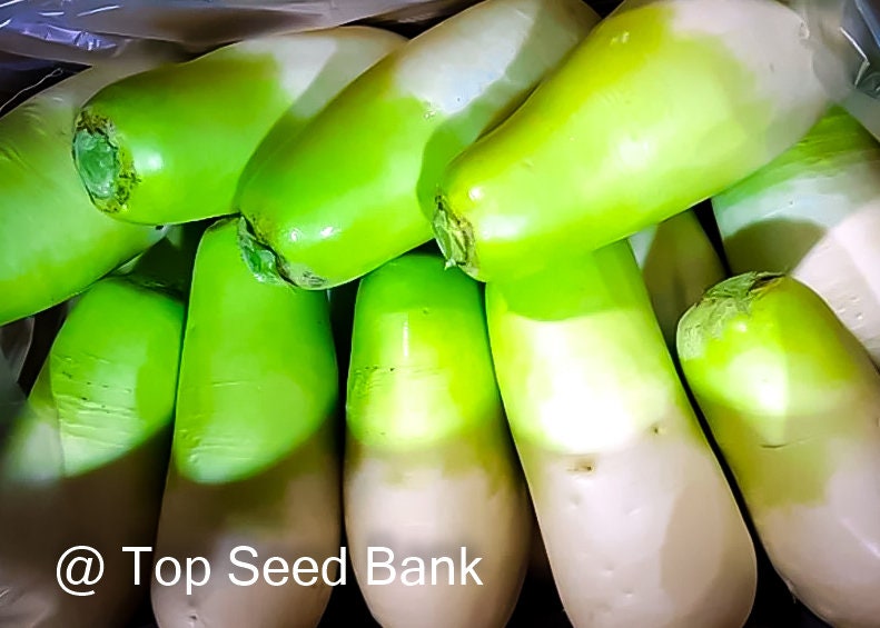 100+ Cheong Du Korean Radish seeds, green head + Free GIFT | Organic | Top Seed Bank