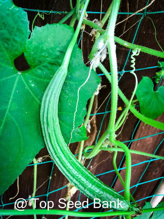 10+ Ridge Gourd, Angled Luffa, Muop Khia, torai, Chinese okra + Free GIFT | Non-GMO, Organic| Top Seed Bank