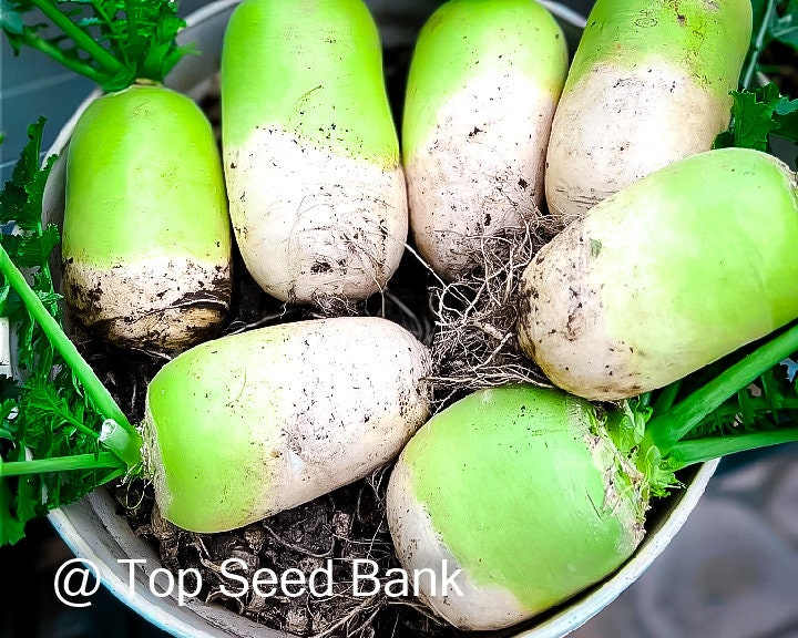 100+ Cheong Du Korean Radish seeds, green head + Free GIFT | Organic | Top Seed Bank