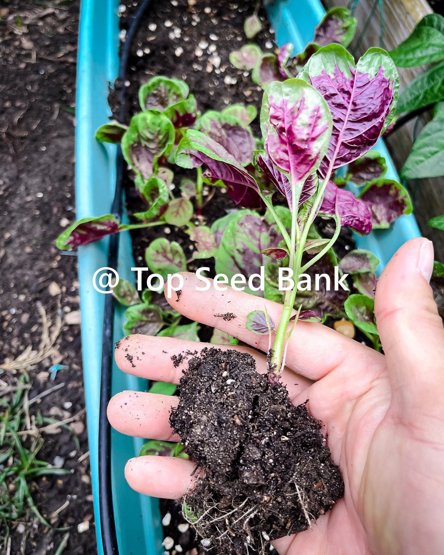 2 Live Plants – Yin Choi, Chinese multicolor spinach + Free GIFT | Heirloom, Organic | Top Seed Bank